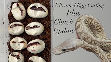 Ultramel Ball Python Egg Cutting and Update