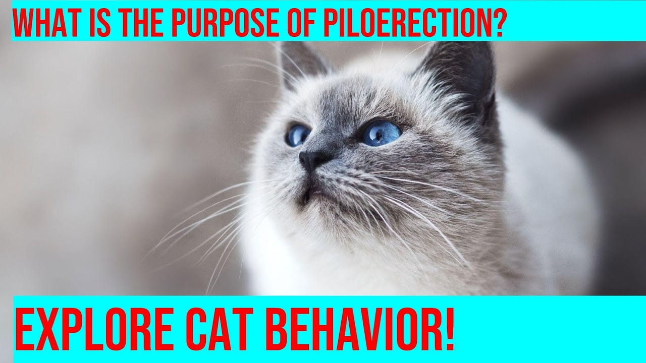 Why Does Your Cat Puff Up Their Tail When Startled?