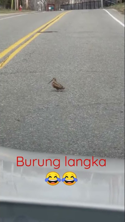 Kelakuan burung lucu || story WA