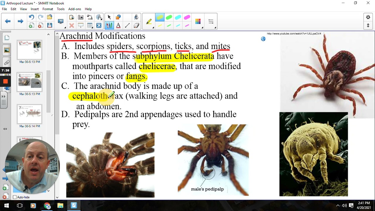 Arthropods and Arachnids YouTube