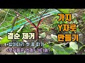 텃밭농사 가지곁순제거하는이유 가지첫꽃따기 가지 웃거름주는방법 벌레잡기 텃밭농사 가지곁순제거하는이유 가지첫꽃따기 가지 웃거름주는방법 벌레잡기