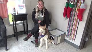 DeKalb Animal Shelter Director Emmaly Bennett with Darlene