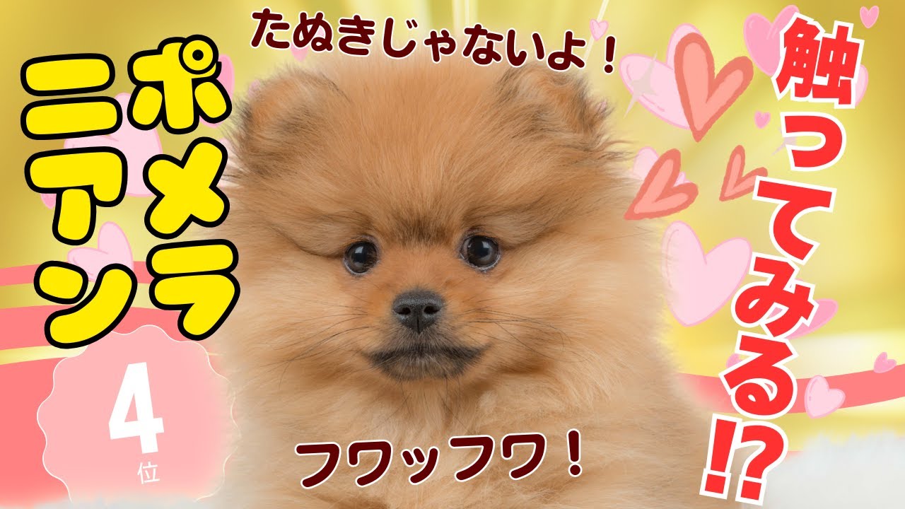 【徹底解説】ポメラニアン💖を飼う人が飼うなら知らないとヤバイ！（初心者必見の注意点）