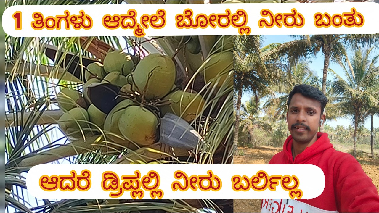 1 ತಿಂಗಳು ಆದ್ಮೇಲೆ ಬೋರಲ್ಲಿ ನೀರು ಬಂತು || ಆದರೆ ಡ್ರಿಪ್ಲಲ್ಲಿ ನೀರು ಬರ್ಲಿಲ್ಲ  #drip #borwell #water