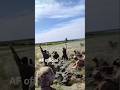 Ukrainian military helicopter #shorts