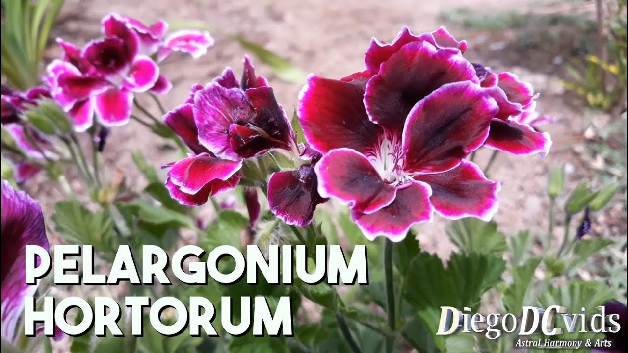 Pelargonium hortorum imperial - Gerânio Argentino - Geranium flowers -  thptnganamst.edu.vn