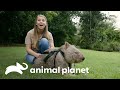 Marsupial vombate está grávido | A Família Irwin | Animal Planet Brasil