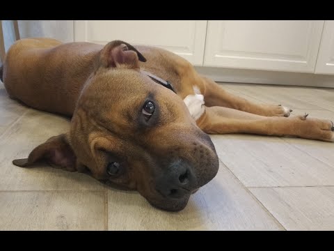 Видео: Как диета может вызвать гипертиреоз у собак »вики полезно Управляйте гипертиреозом вашей собаки дома с помощью этого простого изменения