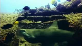 Atomic Shark music vídeo