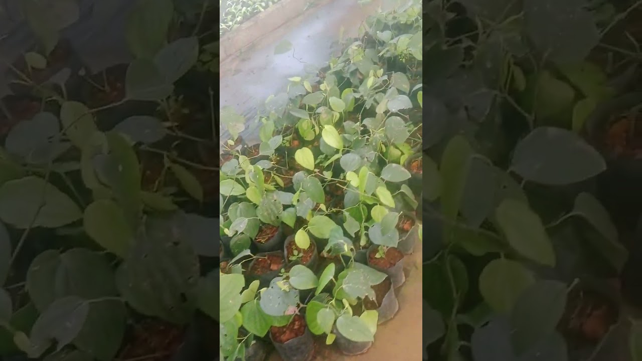 വെറൈറ്റി പൂച്ചെടികൾ ഒന്ന് കണ്ടു നോക്കിയാലോ 