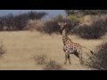 Galop de girafe giraffa camelopardalis en namibie