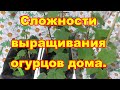 Выращивание и формирование балконных огурцов