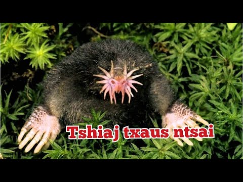 Video: Puas yog amphibians tuaj ua ntej cov tsiaj reptiles?