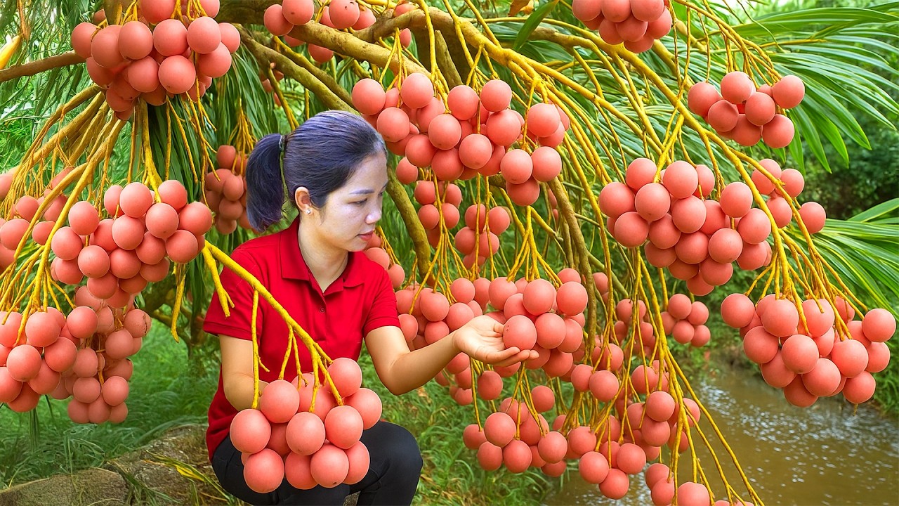 Harvesting 1000 + Kg Wild Lanzones Hybrid Grape To Sell At Market,Gardening|Tieu Ca - Free Bushcraft