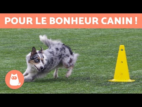 Vidéo: Enrichissement De L'environnement Pour Les Chiots Et Les Chiens - Puzzles Et Mangeoires Pour Chiens