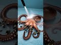 Jellyfish Rescue Mission 🪼 | Saving a Trapped Jellyfish #JellyfishRescue #OceanRescue #SeaLife
