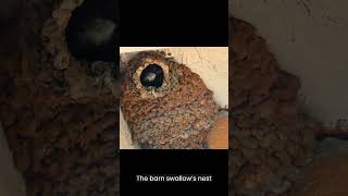 Barn Swallow | Species Fact Card