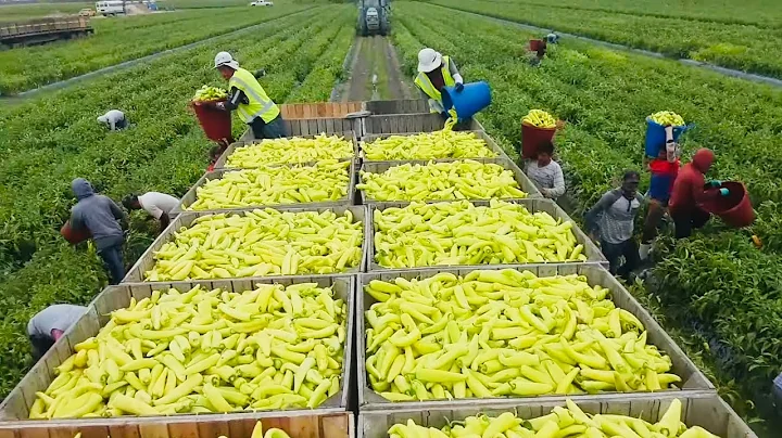 Increble ! cosecha de chile banana por contrato en USA / Pepper harvest