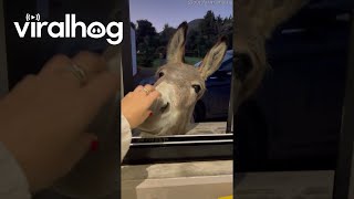 Donkey Opens Kitchen Window || ViralHog