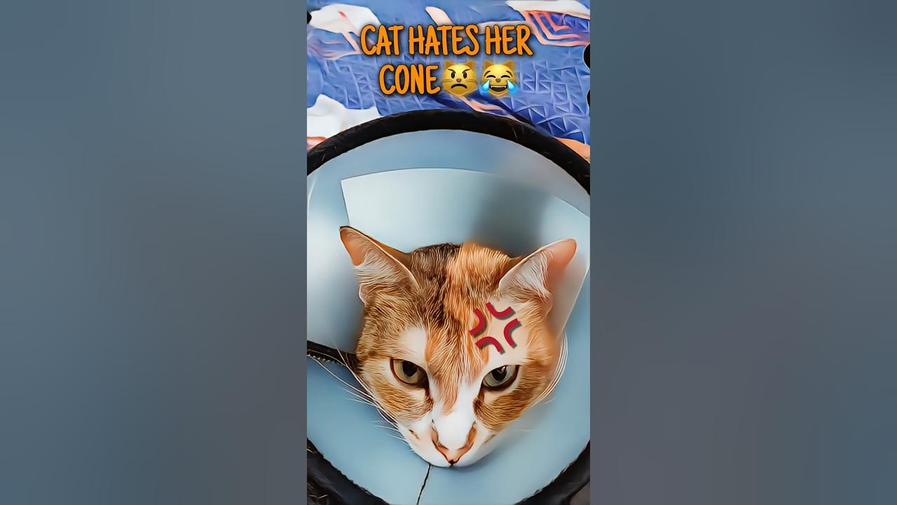 Gaia the Funny Cat hates the Cone of Shame and plots to kill me! 😾😅 Cat CatVsCone Shorts