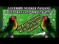 LOVEBIRD FIGHTER INGIN DURASI PANJANG COBA PLAY!! KETAGIHAN BRAY!