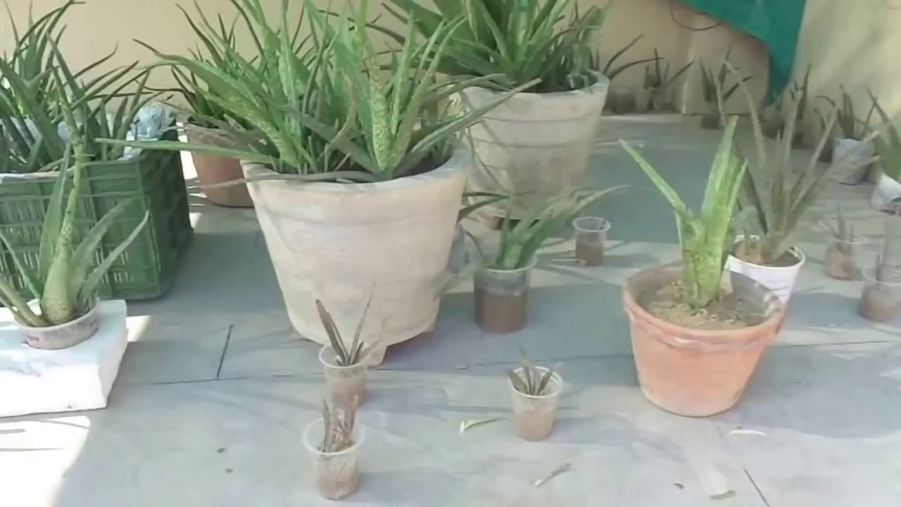 #Revive Dying #Aloe Vera || #Save Aloe Vera Plant Without Any