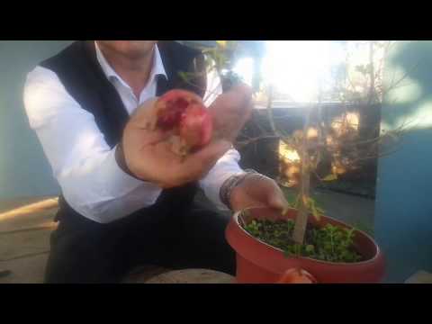Video: Mangrov Tohum Yayılımı - Tohumdan Mangrov Yetiştirme İpuçları