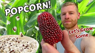Growing Popcorn From START TO FINISH & 100K Subscriber Thank you!