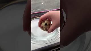 Kids Water Toys | Grow A Sloth