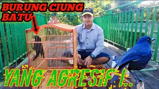 Tips Perawatan Burung Ciung Batu Paruh Hitam