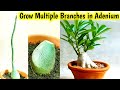 How to grow Multiple Branches in Adenium || Grow More Branches in Adenium