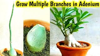 How to grow Multiple Branches in Adenium || Grow More Branches in Adenium