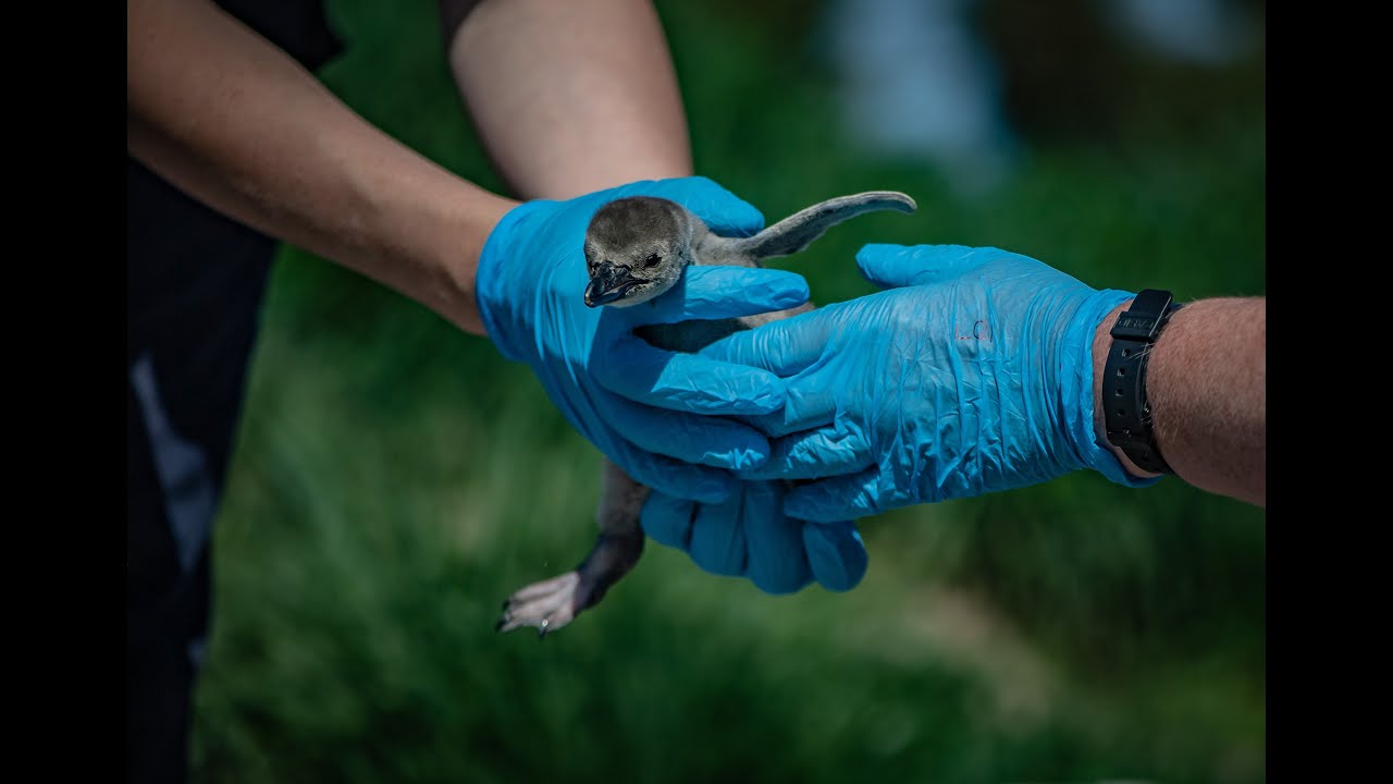 Penguin chicks hatch at Chester Zoo… and keepers name them after NHS