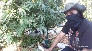 Thinning final2plant 4airflow