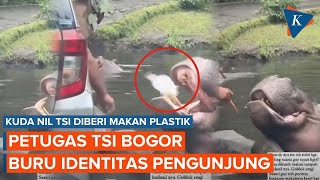 Viral Video Pengunjung Beri Makan Plastik Kuda Nil, Taman Safari Bogor Cari Identitas Pelaku