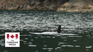 Stranded B.C. killer whale calf active in lagoon