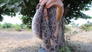 WILDERNESS LIFE ► FIND SNAKE ( COBRA ) IN FOREST _ GRILLED COBRA SNAKE EATING DELICIOUS