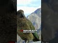 Kākāpō – Der lustigste und seltenste Papagei der Welt.