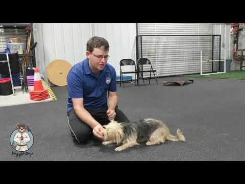 teach-your-dog-to-crawl---#minwindog-games