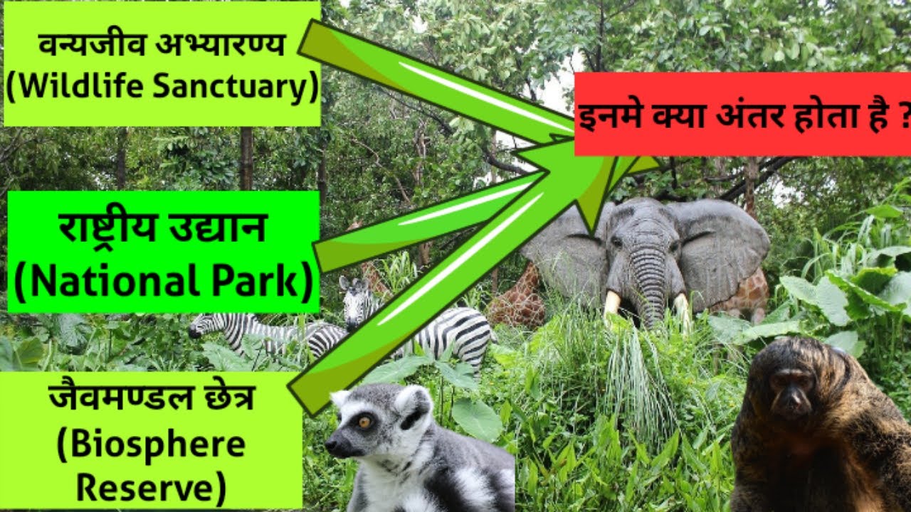 Difference Between Wildlife Sanctuary National Park And Biosphere Difference Between Wildlife Sanctuary National Park And Biosphere