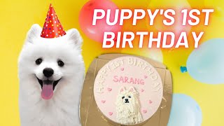 Celebrating My Puppy's First Birthday - Japanese Spitz by Sarangsnowbear 768 views 1 year ago 4 minutes, 30 seconds