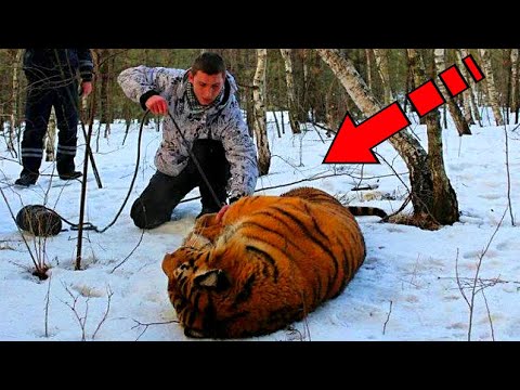 Видео: Москва муж болон Сибирийн аварга зөгий