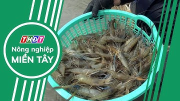 Chủ động giải pháp giữ vững vị thế cho tôm Cà Mau | Nông nghiệp Miền Tây