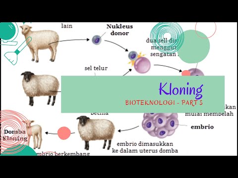 Video: Kloning DNA digunakan untuk apa?