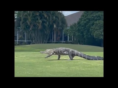 Gator goes golfing at Stoneybrook