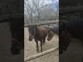 horses came close by waiting for food at lunchtime toronto canada may 2026
