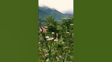 Thumbnail of Mountain Flower | Manali |Himachal pradesh 🌺