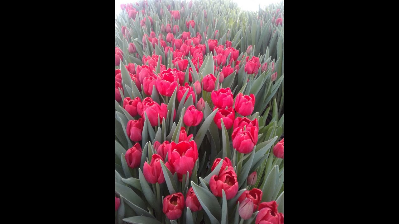 Лола хакида малумот