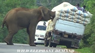 Two people traveling on the roof of a lorry fell down when attacked by wild elephants.