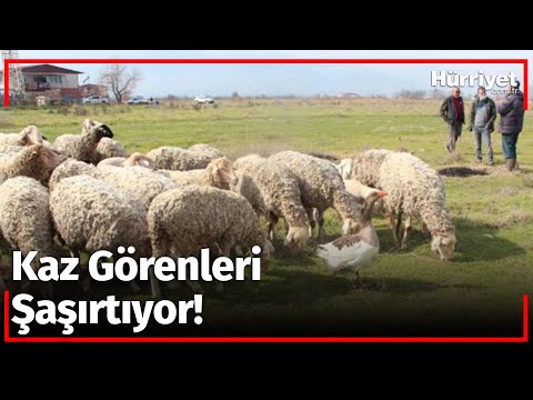 Görenler Şaşırıyor! Kaz, Koyun Sürüsüne Çobanlık Yapıyor